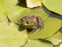 Frog